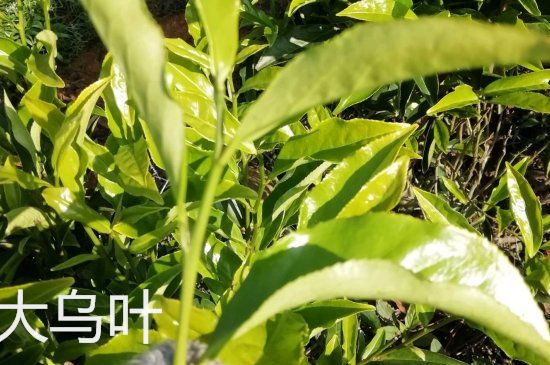 鴨屎香和大烏葉是同一種茶葉嗎，單叢大烏葉和鴨屎香有什么區(qū)別？