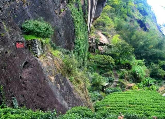 武夷山為什么盛產(chǎn)茶葉，武夷山茶為什么好喝？