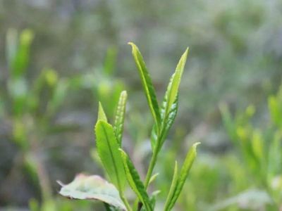 六安瓜片的功效與禁忌，六安瓜片適合什么人喝