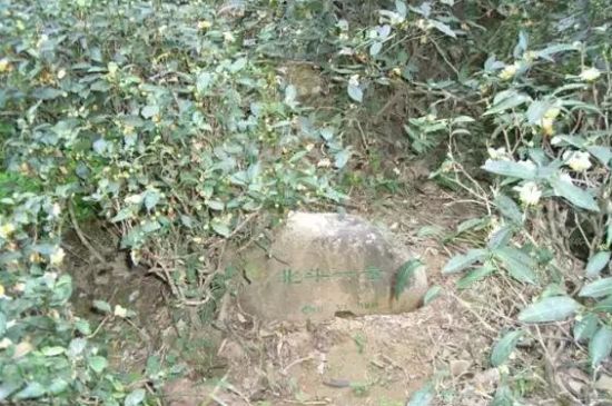 母樹大紅袍給誰(shuí)喝了，為什么母樹大紅袍叫三棵六株？