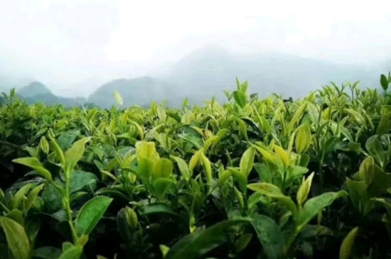 一天3杯紅茶抗癌，常飲紅茶對身體有好處！
