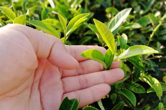 大紅袍四大品種有哪些，大紅袍的種類和著名品種特點(diǎn)介紹