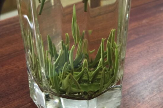 竹葉青和雀舌哪個貴，竹葉青茶貴嗎？