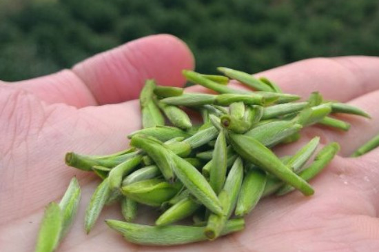 什么綠茶茶葉唇齒留香，哪個(gè)品種綠茶香氣好？