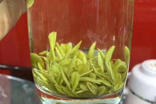 茶中奇葩黃金芽，安吉白茶中黃金芽的特點(diǎn)