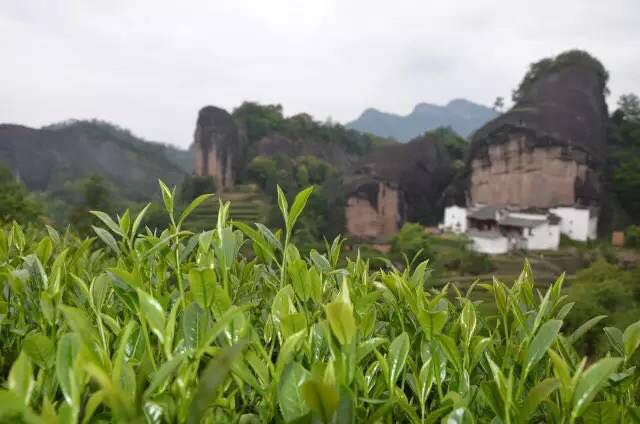 武夷山為什么盛產(chǎn)茶葉，武夷山茶為什么好喝？
