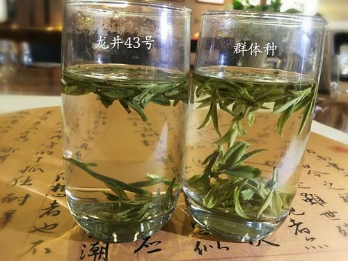 烏牛早和龍井的區(qū)別圖片，龍井43號(hào)和烏牛早茶的對(duì)比