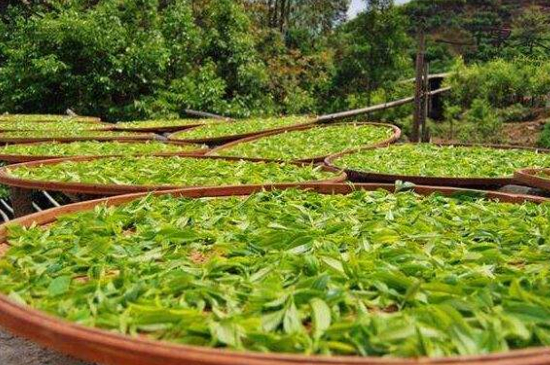 單叢茶十大香型以及常見品種大全，潮安鳳凰單樅十大名香歸類