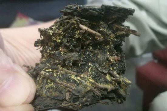 伏茶里的金花是黃曲霉素嗎，金花茯茶里的是什么菌