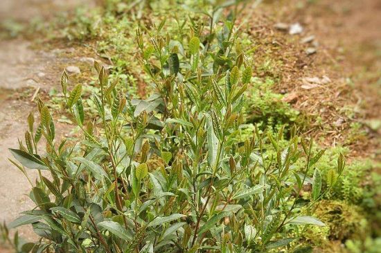 大紅袍四大品種有哪些，大紅袍的種類和著名品種特點(diǎn)介紹