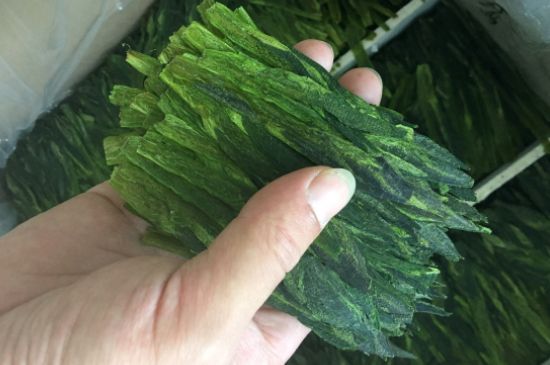 什么綠茶味道濃香，那個綠茶比較濃香？