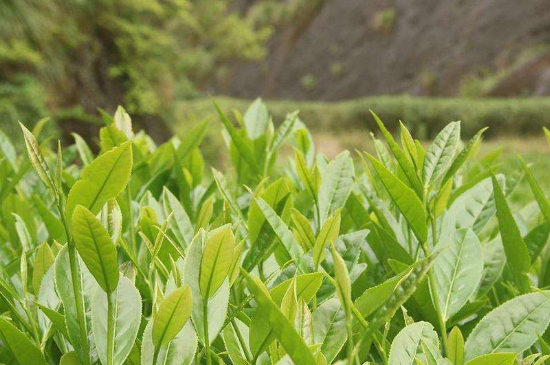 潮安鳳凰單叢十大名樅是什么，烏崠十大古樹名香品種介紹