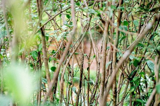 荒野銀針有什么特點(diǎn)，荒野銀針的味道口感咋樣？