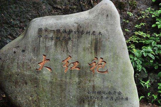 母樹大紅袍給誰(shuí)喝了，為什么母樹大紅袍叫三棵六株？