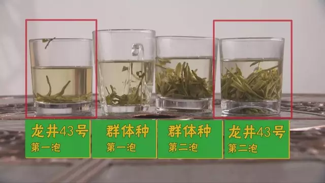 烏牛早和龍井的區(qū)別圖片，龍井43號(hào)和烏牛早茶的對(duì)比