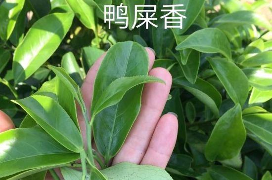 鴨屎香和大烏葉是同一種茶葉嗎，單叢大烏葉和鴨屎香有什么區(qū)別？