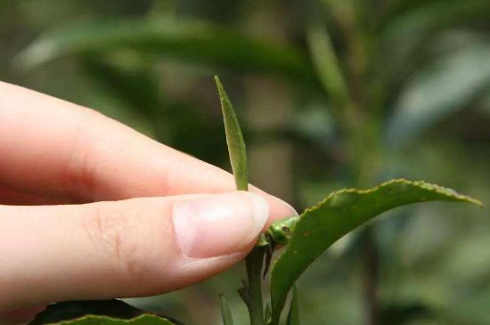 哪種金駿眉好，什么樣的金駿眉比較好