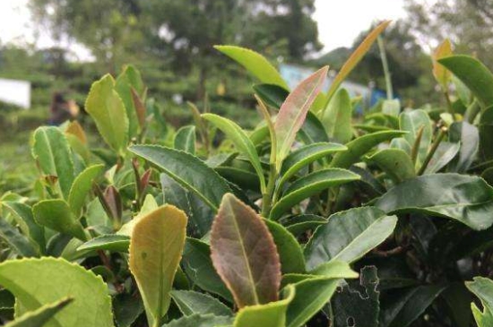 43號龍井屬于好茶嗎，龍井茶43號是什么意思？