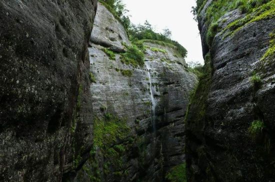 母樹大紅袍給誰(shuí)喝了，為什么母樹大紅袍叫三棵六株？