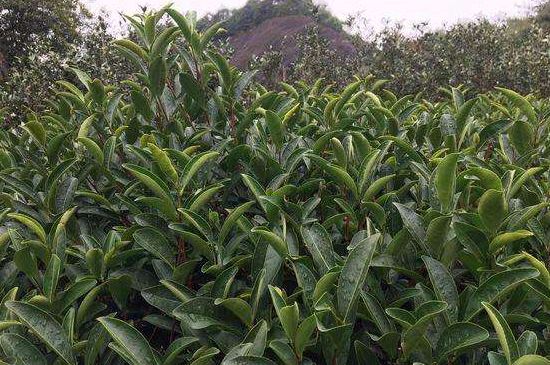 馬頭巖肉桂是大紅袍嗎，大紅袍肉桂屬于什么茶？