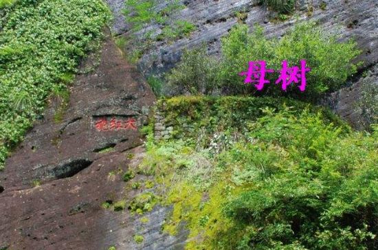 大紅袍拼配什么意思，大紅袍用什么茶拼配的