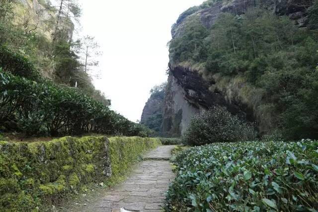 武夷山為什么盛產(chǎn)茶葉，武夷山茶為什么好喝？