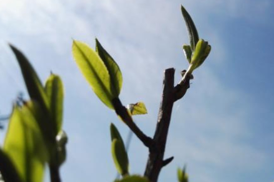 潮安鳳凰單叢十大名樅是什么，烏崠十大古樹名香品種介紹