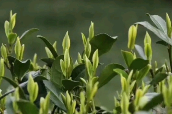 什么是雪前龍井茶，明前、雨前、雨后龍井有什么區(qū)別？