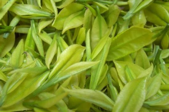 茶中奇葩黃金芽，安吉白茶中黃金芽的特點(diǎn)