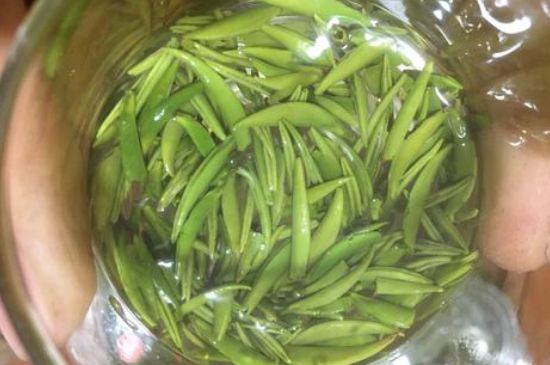 雀舌有一股青草味，雀舌為什么有青草味？