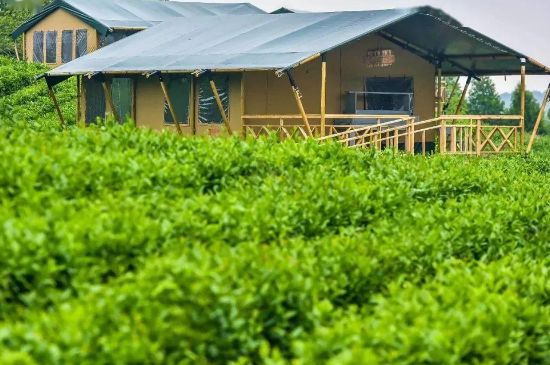 金壇雀舌算不算好茶，金壇雀舌屬于什么檔次茶葉？