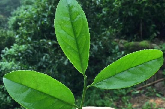 鋸朵仔跟鴨屎香哪個(gè)貴，鋸朵子和鴨屎香哪個(gè)好喝？