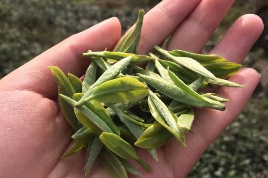 福建什么茶葉最出名，福建名茶有哪些？