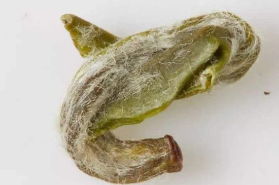 羊巖勾青是綠茶嗎，羊巖勾青茶屬于什么茶？