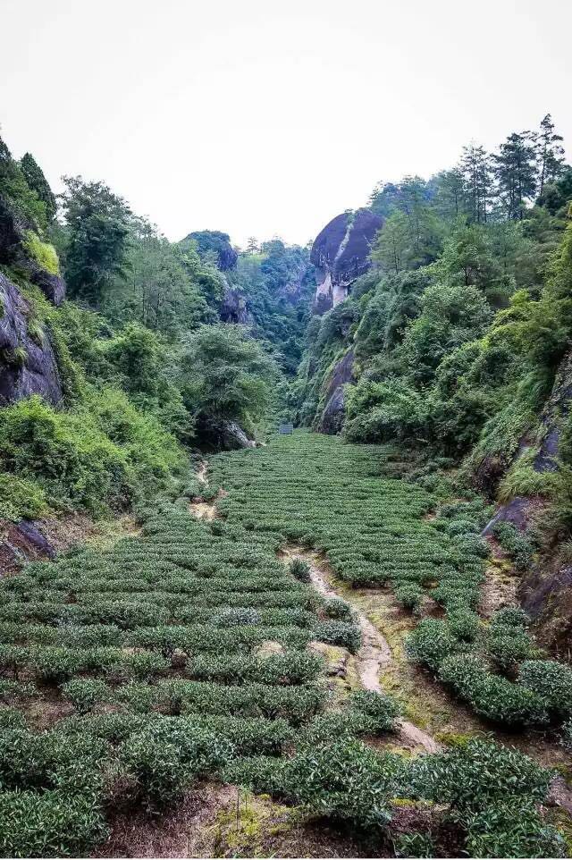 武夷山為什么盛產(chǎn)茶葉，武夷山茶為什么好喝？