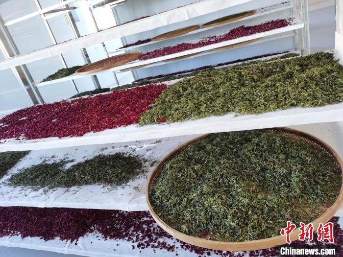 圖為王玲玲收購的各種山茶?！⊥貘Q遠(yuǎn) 攝